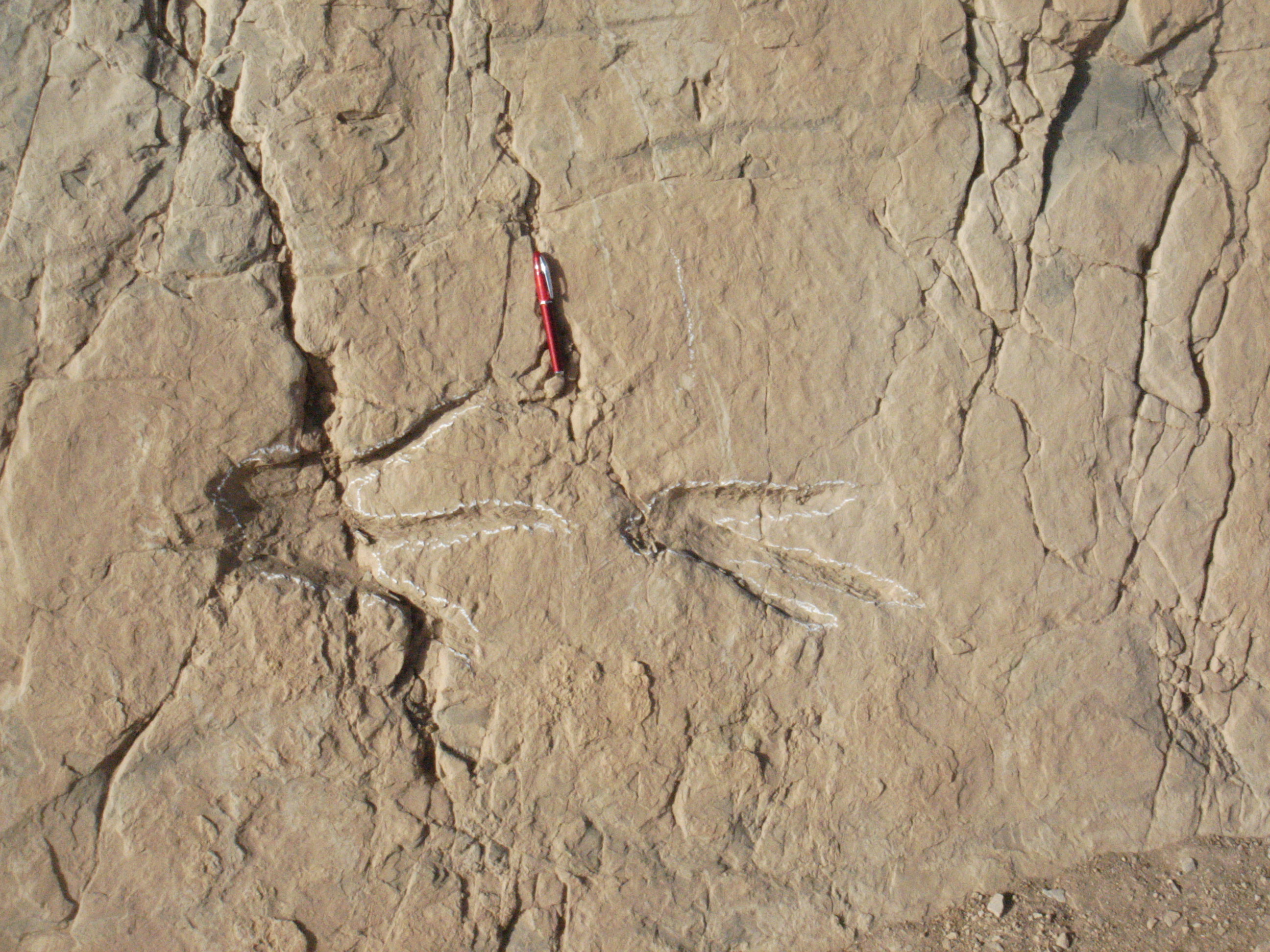 Empreintes de pas de dinosaures, Ait Blal